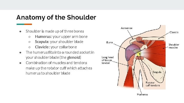 Anatomy of the Shoulder ● ● ● Shoulder is made up of three bones