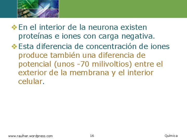 v En el interior de la neurona existen proteínas e iones con carga negativa.