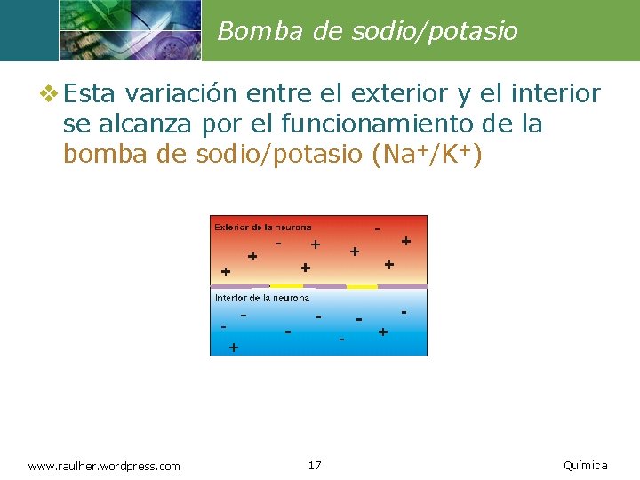 Bomba de sodio/potasio v Esta variación entre el exterior y el interior se alcanza