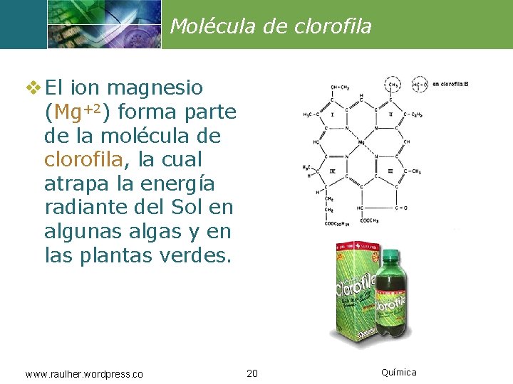 Molécula de clorofila v El ion magnesio (Mg+2) forma parte de la molécula de