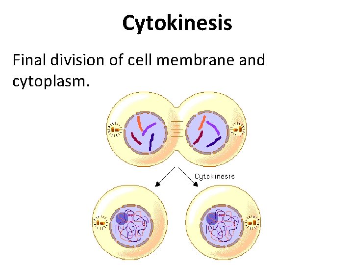 Cytokinesis Final division of cell membrane and cytoplasm. 