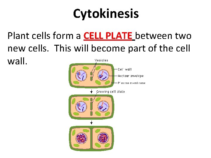 Cytokinesis Plant cells form a CELL PLATE between two new cells. This will become