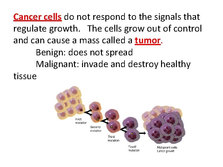 Cancer cells do not respond to the signals that regulate growth. The cells grow