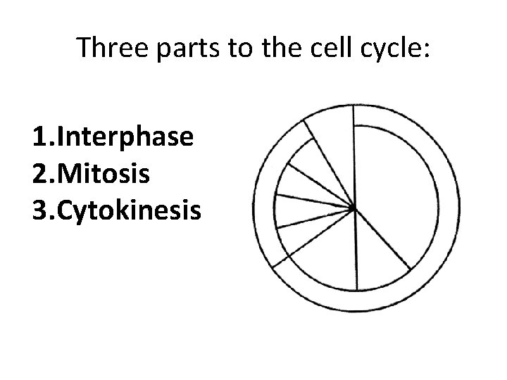 Three parts to the cell cycle: 1. Interphase 2. Mitosis 3. Cytokinesis 