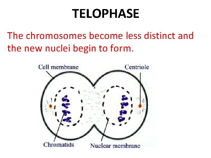 TELOPHASE The chromosomes become less distinct and the new nuclei begin to form. 