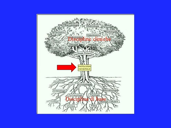 Discipline cliniche Discipline di base 