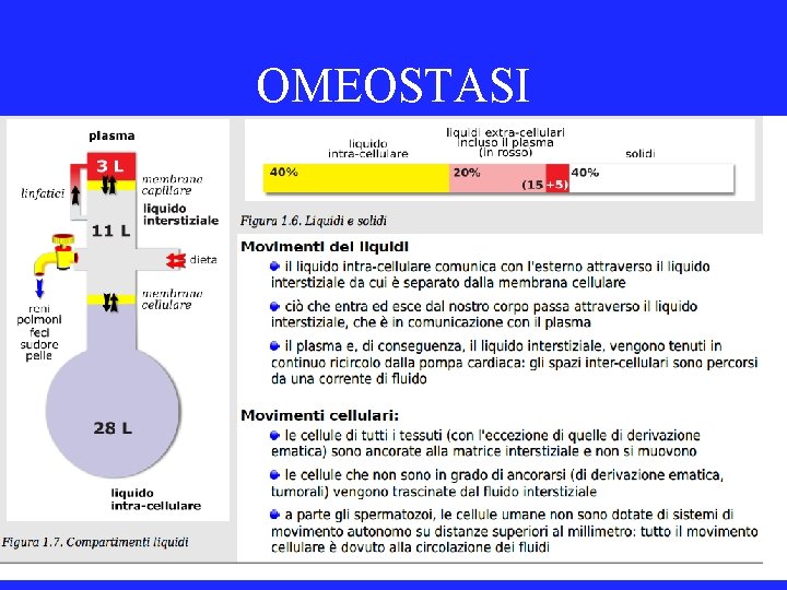 OMEOSTASI 