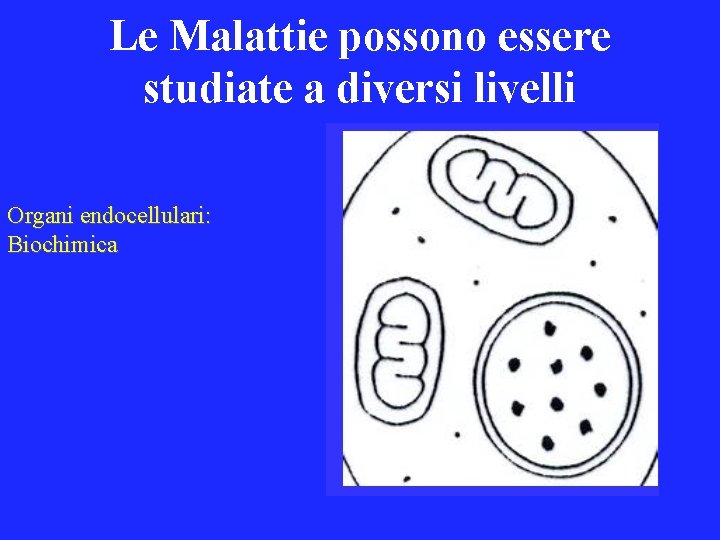 Le Malattie possono essere studiate a diversi livelli Organi endocellulari: Biochimica 