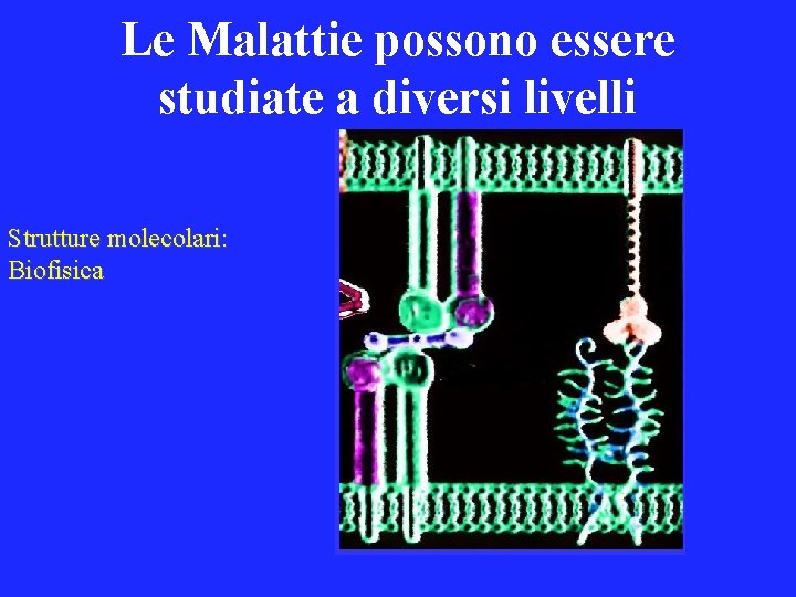 Le Malattie possono essere studiate a diversi livelli Strutture molecolari: Biofisica 