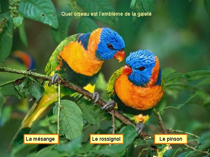 Quel oiseau est l’emblème de la gaieté La mésange Le rossignol Le pinson 