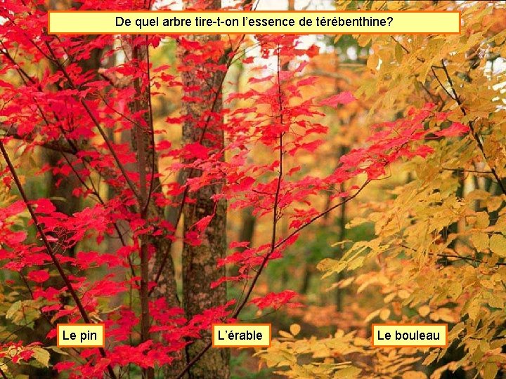 De quel arbre tire-t-on l’essence de térébenthine? Le pin L’érable Le bouleau 