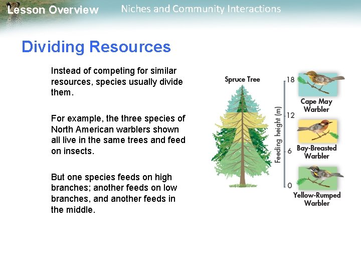 Lesson Overview Niches and Community Interactions Dividing Resources Instead of competing for similar resources,