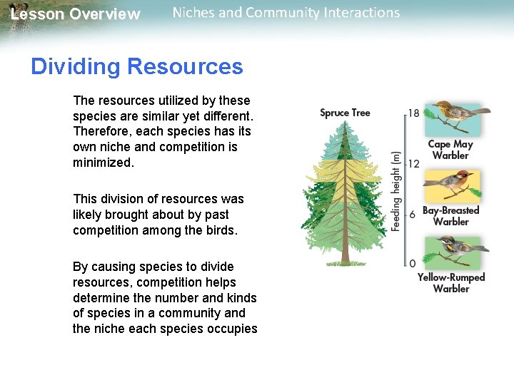 Lesson Overview Niches and Community Interactions Dividing Resources The resources utilized by these species