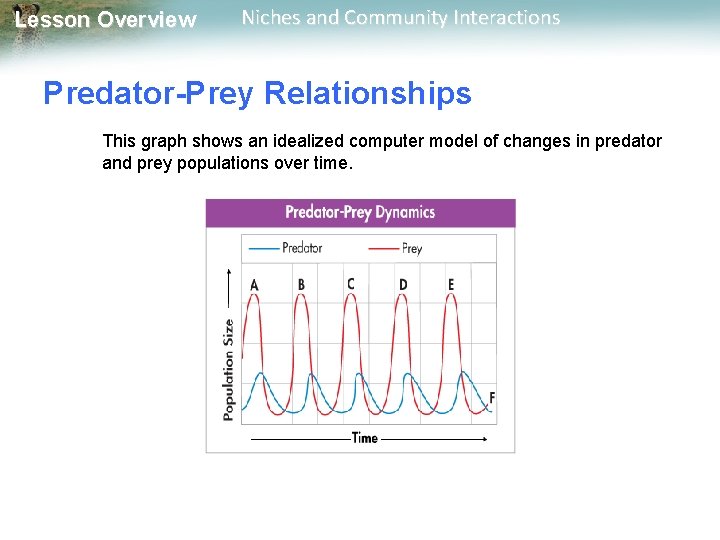 Lesson Overview Niches and Community Interactions Predator-Prey Relationships This graph shows an idealized computer