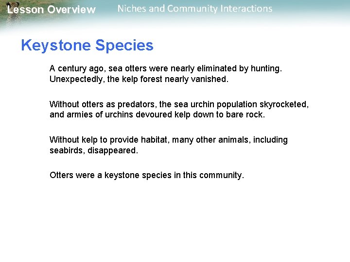 Lesson Overview Niches and Community Interactions Keystone Species A century ago, sea otters were