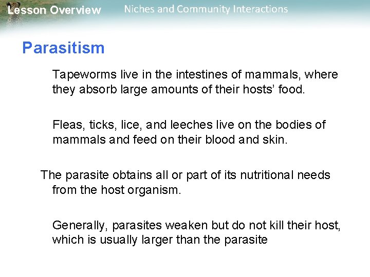 Lesson Overview Niches and Community Interactions Parasitism Tapeworms live in the intestines of mammals,