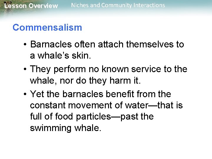 Lesson Overview Niches and Community Interactions Commensalism • Barnacles often attach themselves to a