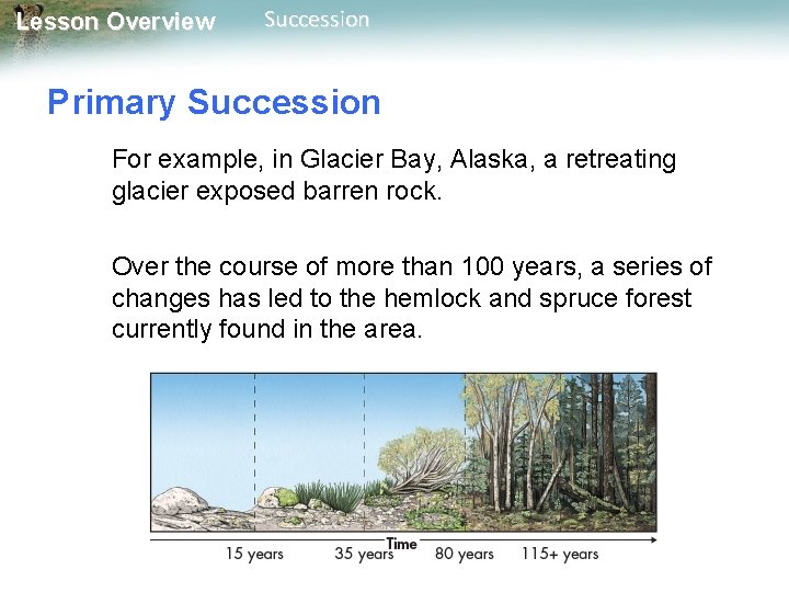 Lesson Overview Succession Primary Succession For example, in Glacier Bay, Alaska, a retreating glacier