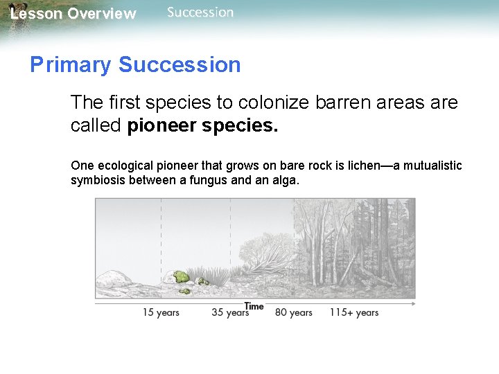 Lesson Overview Succession Primary Succession The first species to colonize barren areas are called