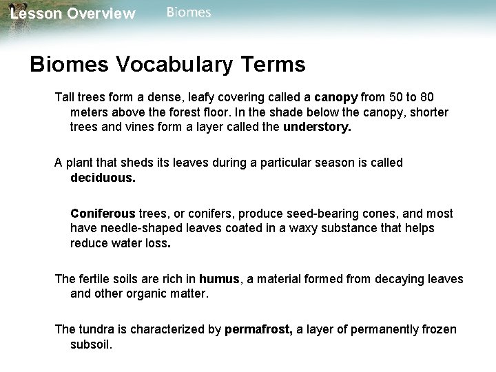 Lesson Overview Biomes Vocabulary Terms Tall trees form a dense, leafy covering called a