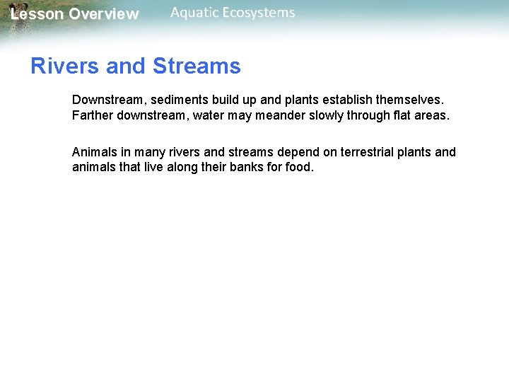 Lesson Overview Aquatic Ecosystems Rivers and Streams Downstream, sediments build up and plants establish