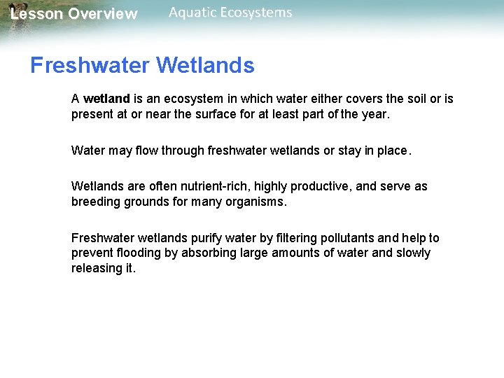 Lesson Overview Aquatic Ecosystems Freshwater Wetlands A wetland is an ecosystem in which water