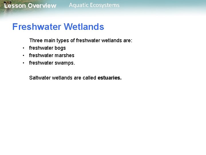 Lesson Overview Aquatic Ecosystems Freshwater Wetlands Three main types of freshwater wetlands are: •