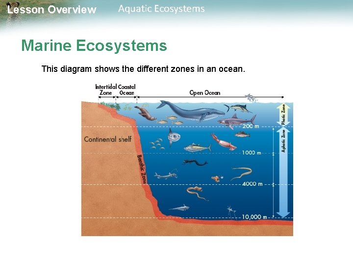 Lesson Overview Aquatic Ecosystems Marine Ecosystems This diagram shows the different zones in an