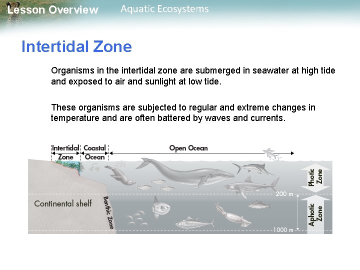 Lesson Overview Aquatic Ecosystems Intertidal Zone Organisms in the intertidal zone are submerged in