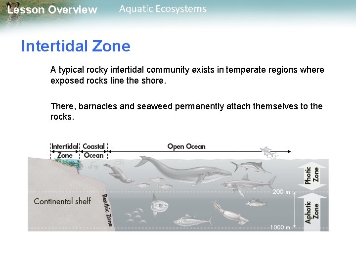 Lesson Overview Aquatic Ecosystems Intertidal Zone A typical rocky intertidal community exists in temperate