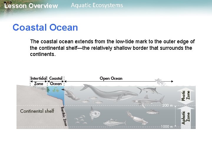 Lesson Overview Aquatic Ecosystems Coastal Ocean The coastal ocean extends from the low-tide mark