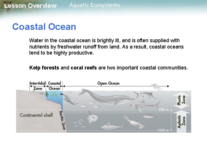 Lesson Overview Aquatic Ecosystems Coastal Ocean Water in the coastal ocean is brightly lit,