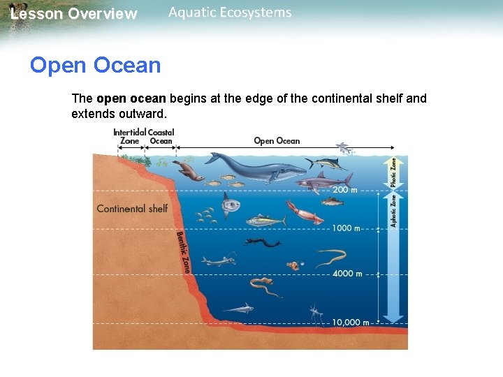 Lesson Overview Aquatic Ecosystems Open Ocean The open ocean begins at the edge of