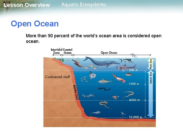 Lesson Overview Aquatic Ecosystems Open Ocean More than 90 percent of the world’s ocean