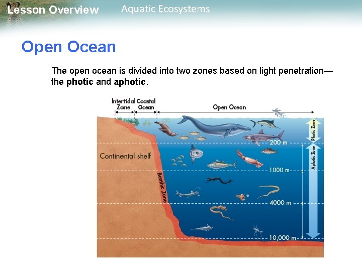 Lesson Overview Aquatic Ecosystems Open Ocean The open ocean is divided into two zones
