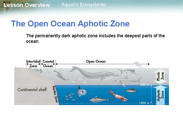 Lesson Overview Aquatic Ecosystems The Open Ocean Aphotic Zone The permanently dark aphotic zone