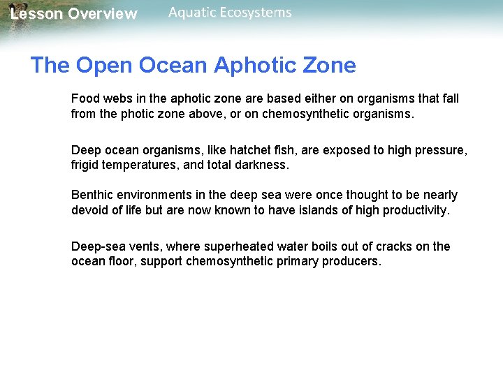 Lesson Overview Aquatic Ecosystems The Open Ocean Aphotic Zone Food webs in the aphotic