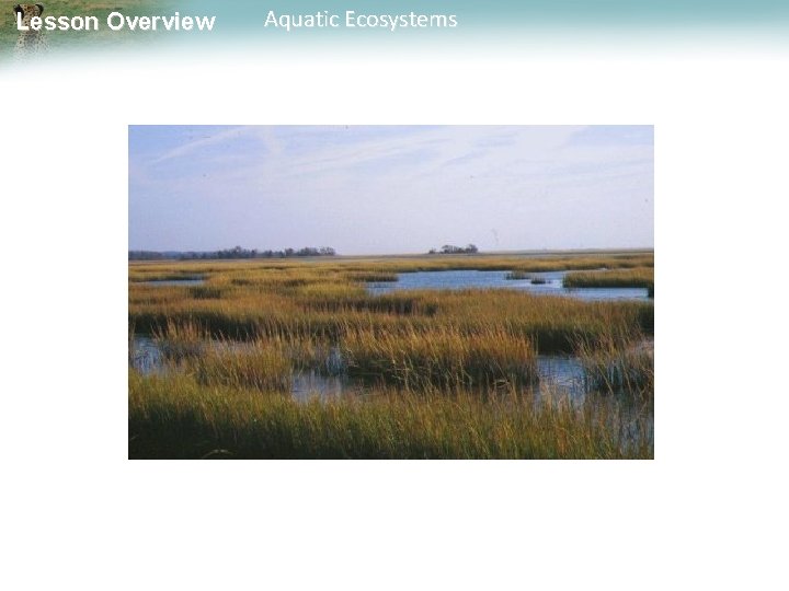 Lesson Overview Aquatic Ecosystems 