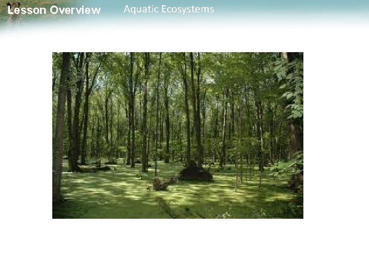 Lesson Overview Aquatic Ecosystems 