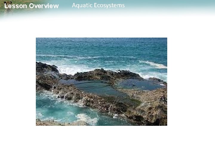 Lesson Overview Aquatic Ecosystems 