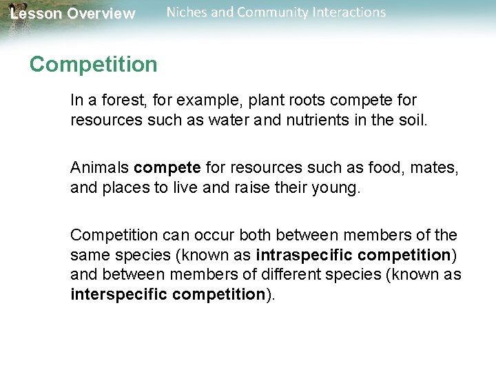 Lesson Overview Niches and Community Interactions Competition In a forest, for example, plant roots