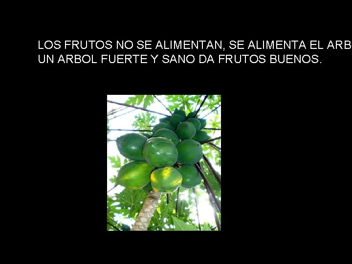 LOS FRUTOS NO SE ALIMENTAN, SE ALIMENTA EL ARBO UN ARBOL FUERTE Y SANO