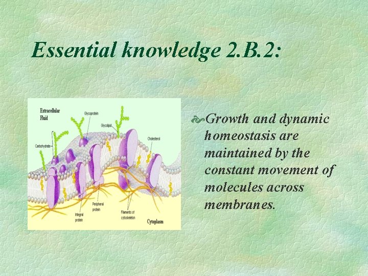 Essential knowledge 2. B. 2: Growth and dynamic homeostasis are maintained by the constant