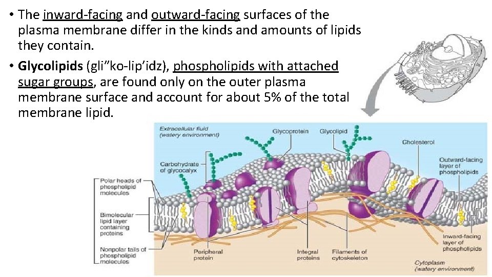 Overview of the Cellular Basis of Life Overview