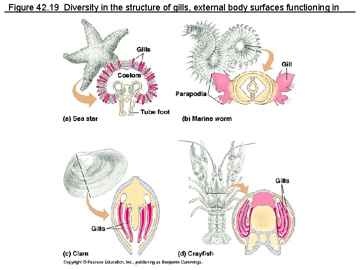 Figure 42. 19 Diversity in the structure of gills, external body surfaces functioning in