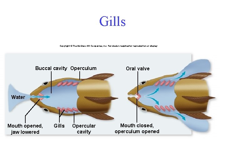 Gills Copyright © The Mc. Graw-Hill Companies, Inc. Permission required for reproduction or display.