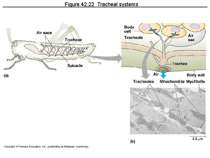 Figure 42. 22 Tracheal systems 