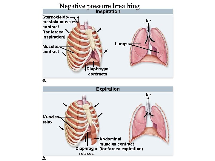Negative pressure breathing Inspiration Sternocleidomastoid muscles contract (for forced inspiration) Air Lungs Muscles contract