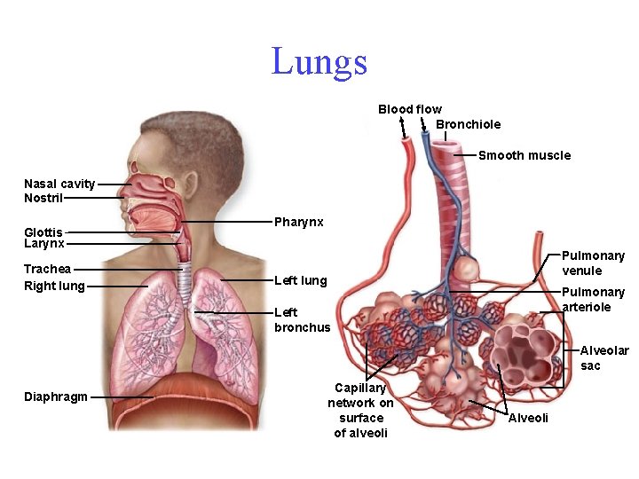 Lungs Blood flow Bronchiole Smooth muscle Nasal cavity Nostril Glottis Larynx Trachea Right lung