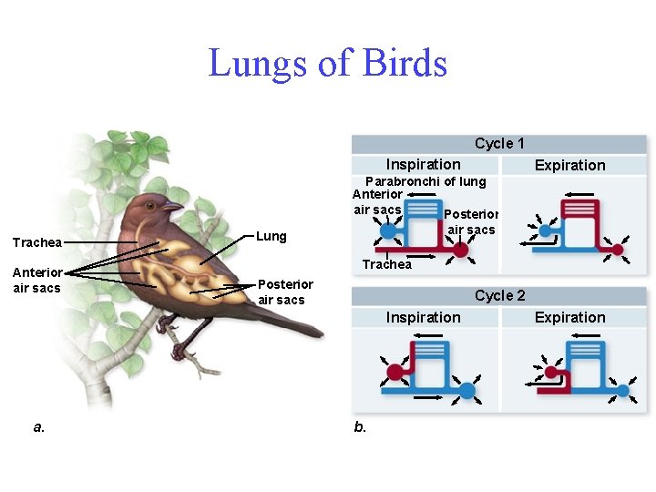 Lungs of Birds Cycle 1 Inspiration Expiration Parabronchi of lung Anterior air sacs Posterior
